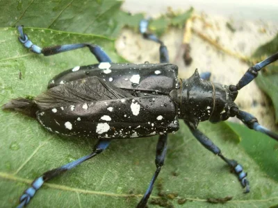 poiuytrewq1 - Anoplophora glabripennis

SPOILER

to chrząszcze z rodziny kózkowat...