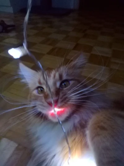 CurlyHairGirl - Kitku nie jedź światełek! (╯°□°）╯︵ ┻━┻

#koty #pokazkota #dziwnekotki