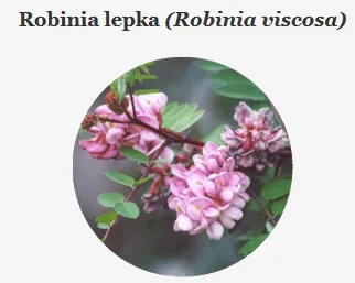 p.....2 - #polskiedrzewa

1Robinia lepka (Robinia viscosa)
2Robinia szczeciniasta,...