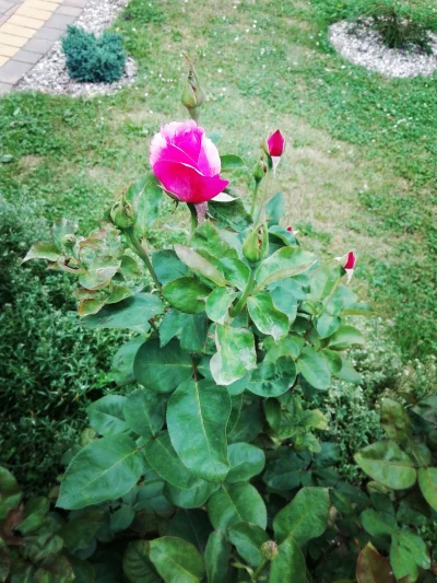 laaalaaa - Róża 39/100 z mojego ogrodu ( ͡° ͜ʖ ͡°)
#mojeroze #chwalesie #ogrodnictwo...