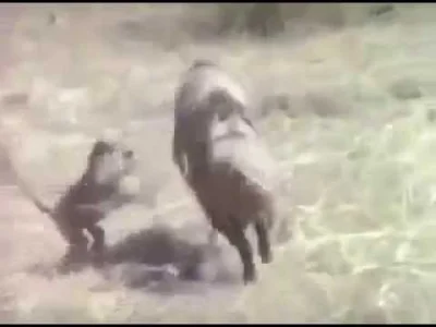 roziewicza - @EpicMakers: Niesamowite rzadkie nagranie jak małpy uciekają na dziku pr...