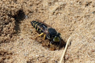 M.....e - Wardzanka żądlica (Bembix rostrata). Szybkość ruchów robi wrażenie. Jest ma...