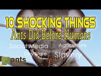 myrmekochoria - 10 rzeczy, które mrówki robiły przed ludźmi.

Między innymi: rolnic...