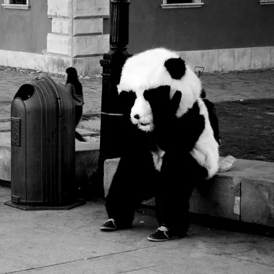 biuna - #warszawa #zdjeciabybiuna 

smutna panda jest smutna.