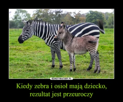 WuDwaKa - #osiol #zebra #zwierzaczki #demotywatory