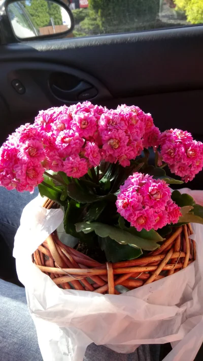 Zarq - Siemka mirki, kupiłem kwiatki na urodziny babci ale zapomniałem jak się nazywa...