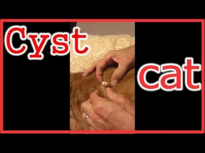 anna-karenova - #cyst #cystpopping
cat cyst removal. animal cyst popping "Health and...