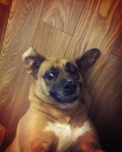 nokio - #pokazpsa #smiesznypiesek Kolejny raz pokazuje mojego cudacznego psa. Jest to...