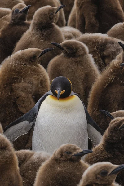 Juran - #pingwiny #pingwinboners #juranzwierzaczki #zwierzaczki
