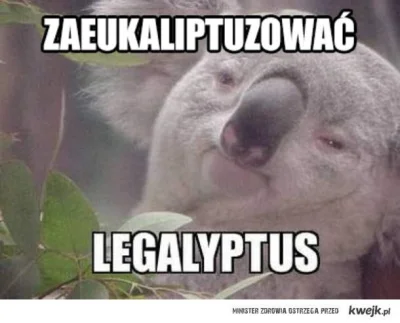 softenik - #kwejkaledobre #koala #eukaliprus