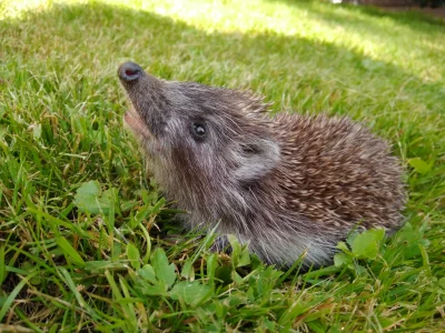 Pirooz - TL;DR: Uratowaliśmy kilkutygodniowego jeża przed niechybną śmiercią (ʘ‿ʘ)

...