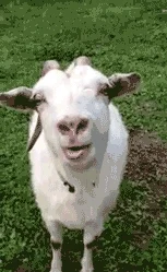 sypa - A wiecie co kozy robio?