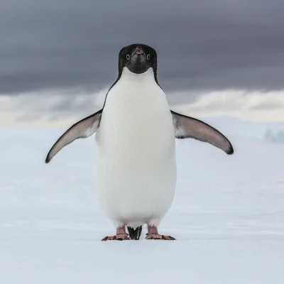 ntdc - #pingwin #zwierzaczki