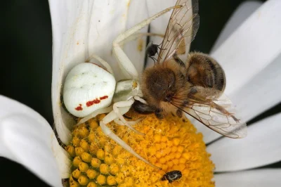 AerandirNarsil - Biedna pszczółka (╯︵╰,)