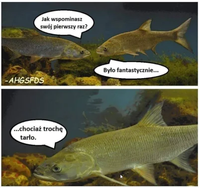 meohaw - #humorobrazkowy #ryby #suchar
