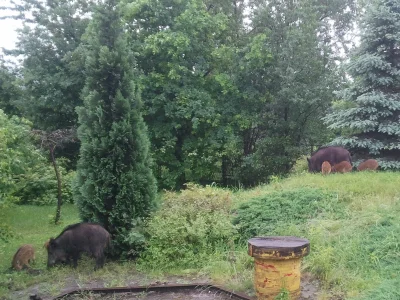 S0Cool - @mala_rybka: Podałem kilka przykładów - o lesie, o drodze i o podwórku. Nie ...