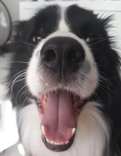 red7000 - #psy #pokazpsa #smiesznypiesek #bordercollie