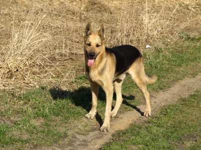 Gizmorider - Parę tygodni temu po 18 latach pięknego życia opuścił mnie mój ''wilk'' ...