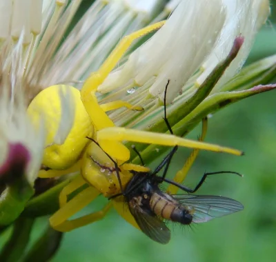 antygon - #arachnofobia - kliknijcie sobie powiększenie, czyż on nie jest piękny ;-)