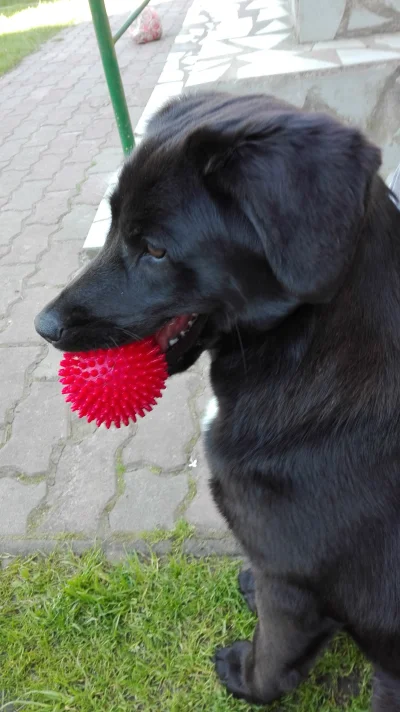 lisa_s - Człowiek, człowiek, rzuć piłkę
#smiesznypiesek #pokazpsa #psy