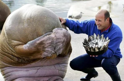 Pshemeck - Awww (｡◕‿‿◕｡)
Ważący 1,2 tony mors Nikolai czeka na urodzinowy tort rybny...