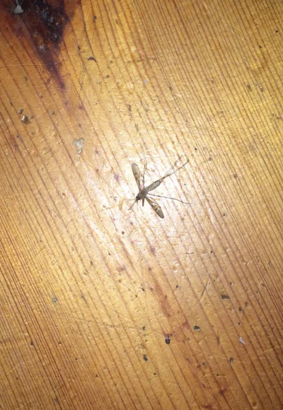 Aro0 - Patrzcie co mnie dziś przy świątecznym stole dopadło #komary #wtf