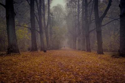Maniek89 - Miałem iść dzisiaj zrobić zdjęcia z cyklu "złota jesień", ale była mgła wi...