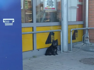 WUJEKprzezUzamkniete - Jadąc dziś do #pracbaza widziałem kierownika sklepu Netto,
do...