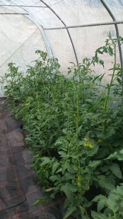 potatowitheyes - #ogrodnictwo #pomidory
Nie wiem czy to przez pogodę, czy przez nawoz...