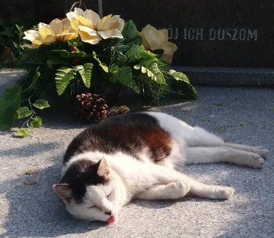 kizi - Kilkunastoletnia kotka cmentarna.
#koty #kot #zwierzaczki #koteczkizprzypadku...