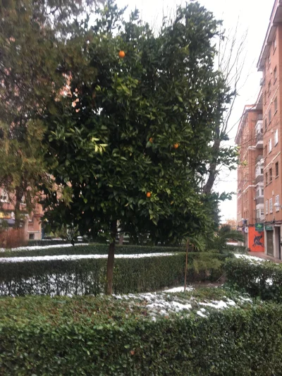 ADINOWY - @grafikulus: @KolejnyWykopowyJanusz: Sypie mi na pomarańcze.