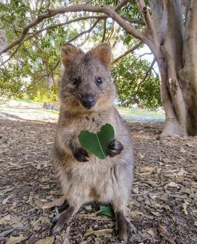 mfek00 - Serduszko dla was
#quokka #quokkanadzis #zwierzaczki