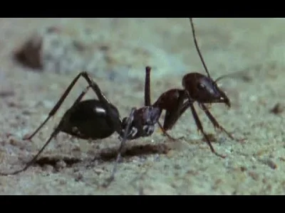 myrmekochoria - Bardzo dobry dokument o mrówkach. Można się wiele z niego dowiedzieć ...
