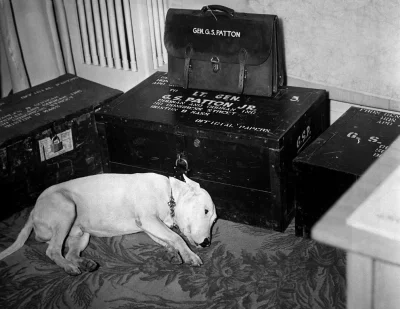 Opipramoli_dihydrochloridum - General George S. Patton’s dog on the day of Patton’s d...