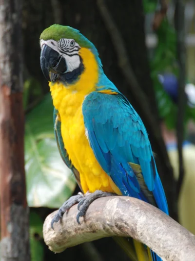 ziemniag - #ciekawostki #zwierzaczki #ara
Nazwa papugi ''ara" czytana od końca brzmi ...