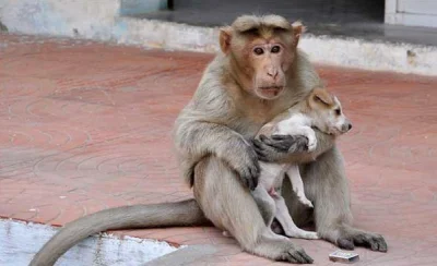 HaHard - Pies zaadoptowany przez małpę, która to broni małego przed innymi psami oraz...