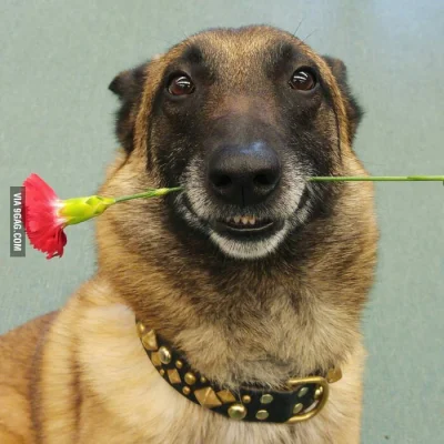 G.....k - Różowe, wszystkiego najlepszego i tak dalej.
Macie psa z różą. 
#rozowepask...