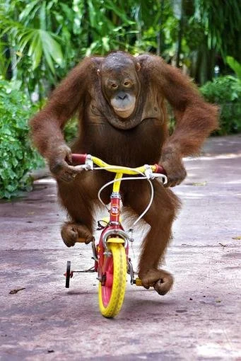 zjadacz_Cebuli - Ciekawostką: tutaj Jeremy Clarkson na rowerze (podobno nie lubi a je...