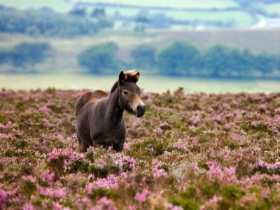 l-da - #konie #zwierzęta #natura #lato #zdjęcia #fotografie