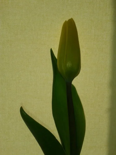 s.....e - @jakosdajerade: sto lat. łap tulipanka