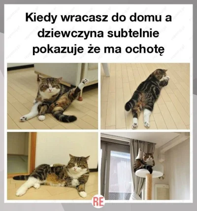 c.....n - ! #rozowepaski #heheszki #humorobrazkowy #logikarozowychpaskow #koty #smies...