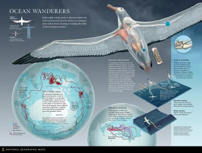 Lifelike - #nauka #biologia #ornitologia #ptaki #infografika #graphsandmaps