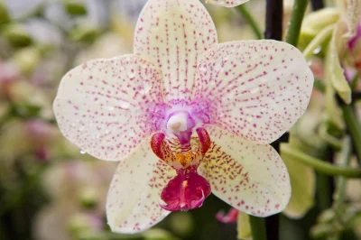 M.....u - Kupiłam sobie orchideę na poprawę humoru, mam nadzieję że mi nie zdechnie, ...