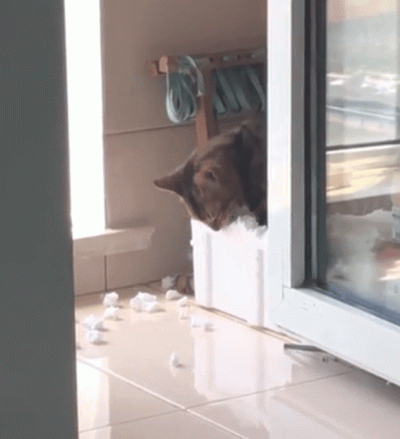 v.....k - 乁(⫑ᴥ⫒)ㄏ
#gif #heheszki #humor #humorobrazkowy #kitku #kot #koty #styropi...