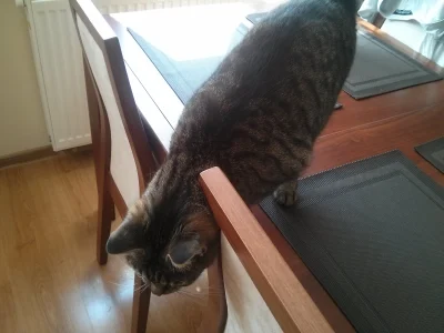 t.....3 - Nie mój kot stoi i miałczy na moim stole. Sytuacja cokolwiek dziwna... #kot