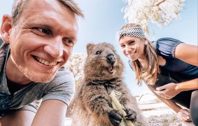 aloszkaniechbedzie - Kłoczka szczęśliwa uśmiechem otoczona wita was

#quokka #quokkan...