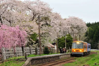 Montago - Mała stacyjka w japońskiej Prefekturze Akita. 
A obok niej i pociągu kwitn...