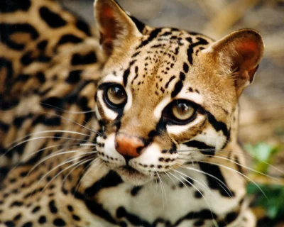 cidelfons - #zwierzaczki #ocelot