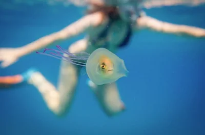 WuDwaKa - Ryba uwięziona wewnątrz meduzy ( ͡° ͜ʖ ͡°)

#ryby #ciekawostki #meduza #n...