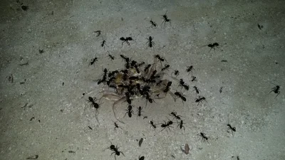 O.....9 - Zrobiłem na plaży zdjęcie mrówek które zżerają kraba ( ͡° ͜ʖ ͡°)
